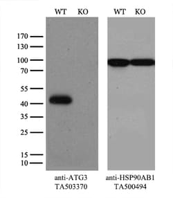 ATG3 Monoclonal Antibody (OTI4F6), TrueMAB , OriGene 30 &mu;L; Unconjugated:Antibodies,
