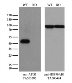 ATG3 Monoclonal Antibody (OTI3H1), TrueMAB , OriGene 30 &mu;L; Unconjugated:Antibodies,