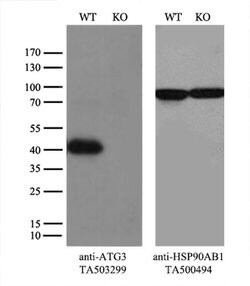 ATG3 Monoclonal Antibody (OTI3G3), TrueMAB , OriGene:Antibodies:Primary
