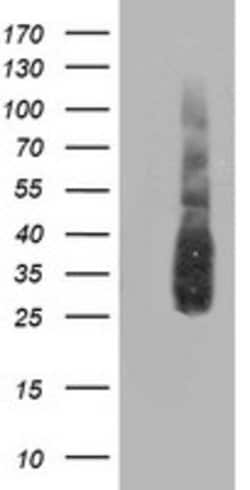 ATG3 Mouse anti-Canine, Human, Rat, Clone: OTI3C6, lyophilized, TrueMAB