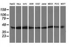 ATG3 Monoclonal Antibody (OTI3C6), TrueMAB , OriGene 100 &mu;L; Unconjugated:Antibodies,