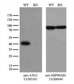 ATG3 Mouse anti-Canine, Human, Rat, Clone: OTI3C6, lyophilized, TrueMAB
