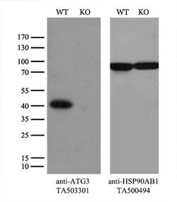 ATG3 Monoclonal Antibody (OTI3C6), TrueMAB , OriGene 100 &mu;L; Unconjugated:Antibodies,