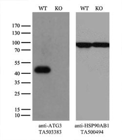 ATG3 Monoclonal Antibody (OTI3H1), TrueMAB , OriGene 100 &mu;L; Unconjugated:Antibodies,