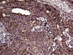 ATG4B Mouse anti-Human, Clone: OTI1A3, lyophilized, TrueMAB 100 &mu;g;