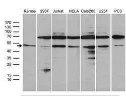 ATG4B Mouse anti-Human, Clone: OTI1A3, lyophilized, TrueMAB 100 &mu;g;