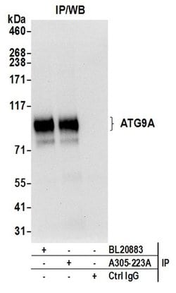ATG9A Rabbit anti-Human, Polyclonal, Bethyl Laboratories 100 &mu;L; Unconjugated:Antibodies,