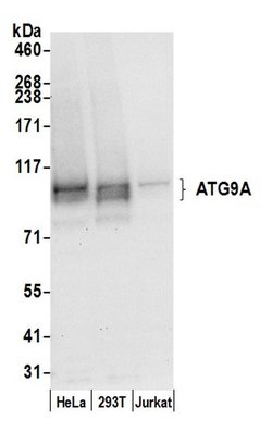 ATG9A Rabbit anti-Human, Polyclonal, Bethyl Laboratories 100 &mu;L; Unconjugated:Antibodies,