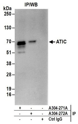ATIC Rabbit anti-Human, Mouse, Polyclonal, Bethyl Laboratories 100 &mu;L;