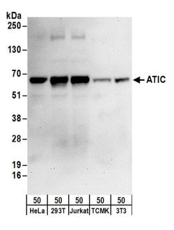 ATIC Rabbit anti-Human, Mouse, Polyclonal, Bethyl Laboratories 100 &mu;L;