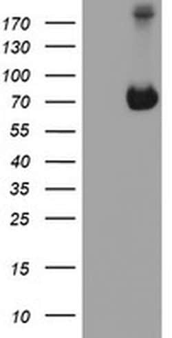 ATIC Monoclonal Antibody (OTI1D2), TrueMAB , OriGene:Antibodies:Primary