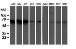 ATIC Mouse anti-Canine, Human, Mouse, Rat, Clone: OTI1D2, lyophilized,