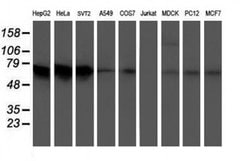 ATIC Monoclonal Antibody (OTI1D2), TrueMAB , OriGene:Antibodies:Primary