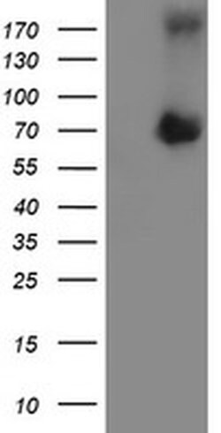 ATIC Monoclonal Antibody (OTI2C10), TrueMAB , OriGene 100 &mu;L; Unconjugated:Antibodies,