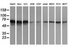 ATIC Monoclonal Antibody (OTI2C10), TrueMAB , OriGene:Antibodies:Primary