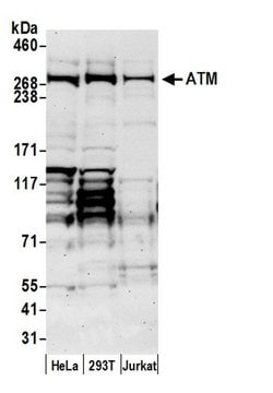 ATM Goat anti-Human, Mouse, Polyclonal, Bethyl Laboratories 100 &mu;l;