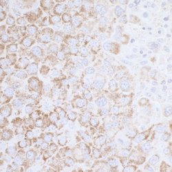 ATP5A1 Rabbit anti-Human, Mouse, Polyclonal, Bethyl Laboratories 100 &mu;L;