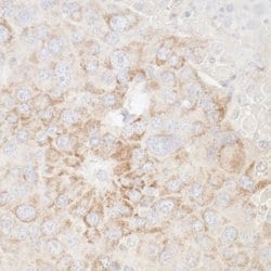 ATP5A1 Rabbit anti-Human, Mouse, Polyclonal, Bethyl Laboratories 100 &mu;L;
