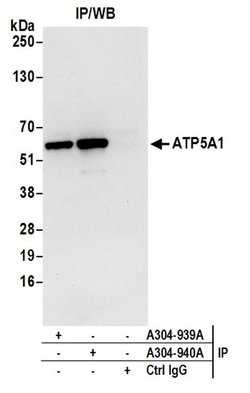 ATP5A1 Rabbit anti-Human, Mouse, Polyclonal, Bethyl Laboratories 100 &mu;L;