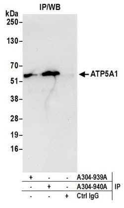 ATP5A1 Rabbit anti-Human, Mouse, Polyclonal, Bethyl Laboratories 100 &mu;L;