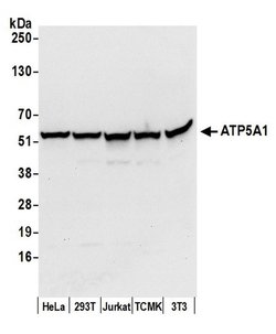 ATP5A1 Rabbit anti-Human, Mouse, Polyclonal, Bethyl Laboratories 100 &mu;L;