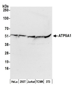 ATP5A1 Rabbit anti-Human, Mouse, Polyclonal, Bethyl Laboratories 100 &mu;L;