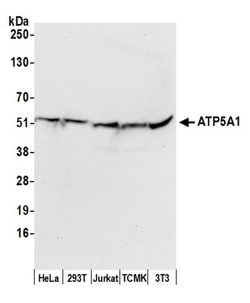ATP5A1 Polyclonal Antibody, Bethyl Laboratories:Antibodies:Primary Antibodies