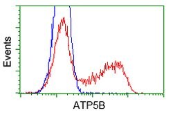 ATP5B Mouse anti-Canine, Human, Rat, Clone: OTI5G2, lyophilized, TrueMAB