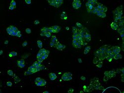 ATP5B Mouse anti-Canine, Human, Rat, Clone: OTI5G2, lyophilized, TrueMAB