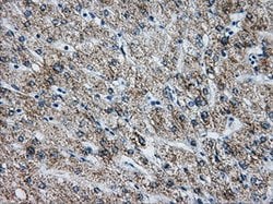 ATP5B Mouse anti-Human, Clone: OTI6B11, lyophilized, TrueMAB 100 &mu;g;