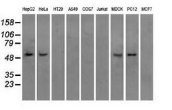 ATP5B Mouse anti-Canine, Human, Rat, Clone: OTI6C10, lyophilized, TrueMAB