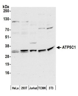 ATP5C1/ATPG Polyclonal Antibody, Bethyl Laboratories 20 &mu;L | Buy Online | Bethyl Laboratories, Inc | Fisher Scientific