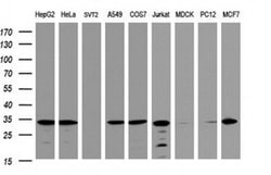 ATP5C1 Mouse anti-Human, Clone: OTI2H6, liquid, TrueMAB 100 &mu;L; Unconjugated:Antibodies,