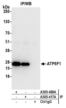ATP5F1 Rabbit anti-Human, Mouse, Polyclonal, Bethyl Laboratories 100 &mu;L;