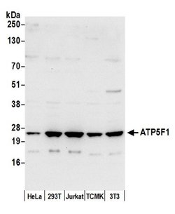 ATP5F1 Rabbit anti-Human, Mouse, Polyclonal, Bethyl Laboratories 100 &mu;L;