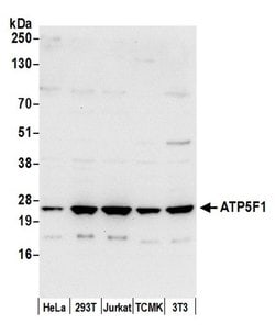 ATP5F1 Polyclonal Antibody, Bethyl Laboratories:Antibodies:Primary Antibodies