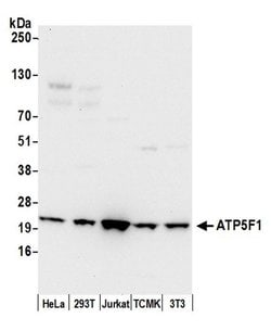 ATP5F1 Polyclonal Antibody, Bethyl Laboratories 20 &mu;l; Unlabeled:Antibodies,
