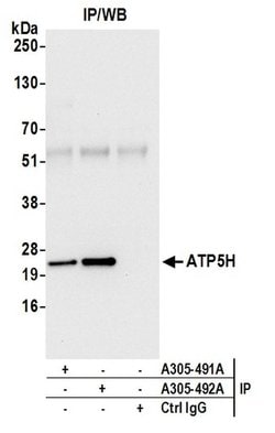 ATP5H Rabbit anti-Human, Polyclonal, Bethyl Laboratories 100 &mu;L; Unconjugated:Antibodies,