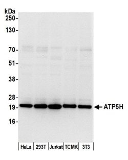 ATP5H Rabbit anti-Human, Mouse, Polyclonal, Bethyl Laboratories 100 &mu;L;
