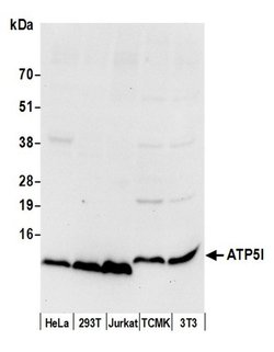 ATP5I Rabbit anti-Human, Mouse, Polyclonal, Bethyl Laboratories 100 &mu;L | Buy Online | Bethyl Laboratories, Inc | Fisher Scientific