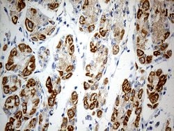 ATP5I Monoclonal Antibody (OTI1G4), TrueMAB , OriGene:Antibodies:Primary
