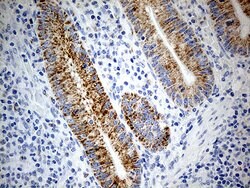 ATP5I Monoclonal Antibody (OTI1G4), TrueMAB , OriGene 100 &mu;L; Unconjugated:Antibodies,