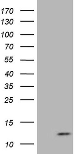 ATP5I Monoclonal Antibody (OTI1G4), TrueMAB , OriGene 100 &mu;L; Unconjugated:Antibodies,