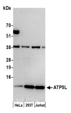 ATP5L Rabbit anti-Human, Polyclonal, Bethyl Laboratories 100 &mu;l; Unlabeled:Antibodies,