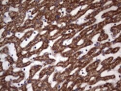 ATP5O Mouse anti-Human, Clone: OTI2E9, lyophilized, TrueMAB 100 &mu;g;