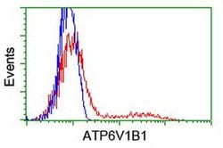ATP6V1B1 Monoclonal Antibody (OTI6D2), TrueMAB , OriGene 100 &mu;L; Unconjugated:Antibodies,