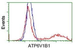 ATP6V1B1 Mouse anti-Human, Clone: OTI3B11, lyophilized, TrueMAB 100 &mu;g;
