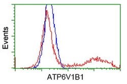 ATP6V1B1 Monoclonal Antibody (OTI3B11), TrueMAB , OriGene 30 &mu;L; Unconjugated:Antibodies,