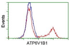 ATP6V1B1 Monoclonal Antibody (OTI2D2), TrueMAB , OriGene:Antibodies:Primary