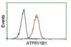 ATP6V1B1 Monoclonal Antibody (OTI2D2), TrueMAB , OriGene 100 &mu;L; Unconjugated:Antibodies,